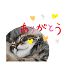 ジローがもの申す（個別スタンプ：1）