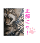 ジローがもの申す（個別スタンプ：3）