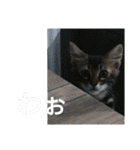 ジローがもの申す（個別スタンプ：9）