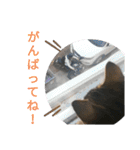 ジローがもの申す（個別スタンプ：20）