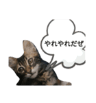 ジローがもの申す（個別スタンプ：26）