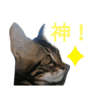 ジローがもの申す（個別スタンプ：38）