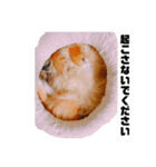 チーの日々（個別スタンプ：11）