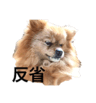 チーの日々（個別スタンプ：16）