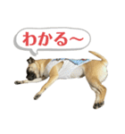 はる vo.2（個別スタンプ：1）