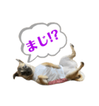 はる vo.2（個別スタンプ：3）
