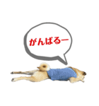 はる vo.2（個別スタンプ：14）