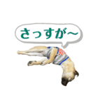 はる vo.2（個別スタンプ：16）