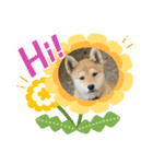 dog  face  the  REON 2（個別スタンプ：1）