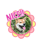 dog  face  the  REON 2（個別スタンプ：2）