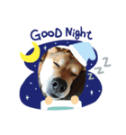 dog  face  the  REON 2（個別スタンプ：7）