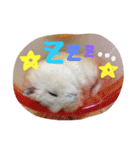 かるびのスタンプ♡（個別スタンプ：15）