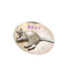 舞浜キャッツ（個別スタンプ：2）