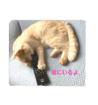 舞浜キャッツ（個別スタンプ：4）
