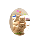 舞浜キャッツ（個別スタンプ：7）