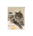 舞浜キャッツ（個別スタンプ：8）
