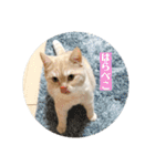 舞浜キャッツ（個別スタンプ：13）