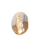 舞浜キャッツ（個別スタンプ：14）
