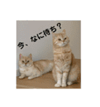 舞浜キャッツ（個別スタンプ：18）