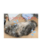 舞浜キャッツ（個別スタンプ：21）