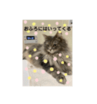 舞浜キャッツ（個別スタンプ：24）