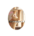 舞浜キャッツ（個別スタンプ：27）