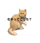舞浜キャッツ（個別スタンプ：29）