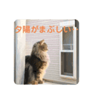 舞浜キャッツ（個別スタンプ：31）