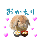 うさぎスタンプーMUC2（個別スタンプ：2）