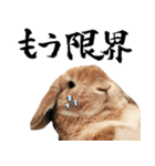 うさぎスタンプーMUC2（個別スタンプ：3）