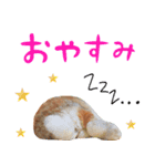 うさぎスタンプーMUC2（個別スタンプ：5）
