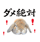 うさぎスタンプーMUC2（個別スタンプ：6）