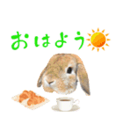 うさぎスタンプーMUC2（個別スタンプ：7）