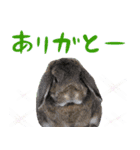 うさぎスタンプーMUC2（個別スタンプ：9）