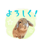 うさぎスタンプーMUC2（個別スタンプ：10）