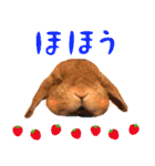 うさぎスタンプーMUC2（個別スタンプ：13）