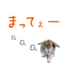うさぎスタンプーMUC2（個別スタンプ：15）