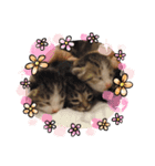 ねこ日和②（個別スタンプ：1）