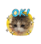 ねこ日和②（個別スタンプ：2）