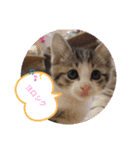 ねこ日和②（個別スタンプ：4）