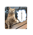 ねこ日和②（個別スタンプ：6）
