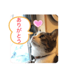 ねこ日和②（個別スタンプ：7）
