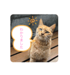 ねこ日和②（個別スタンプ：8）
