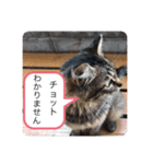 ねこ日和③（個別スタンプ：3）