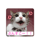 ねこ日和③（個別スタンプ：5）