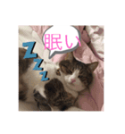 ねこ日和③（個別スタンプ：6）
