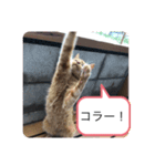 ねこ日和③（個別スタンプ：7）