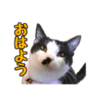 猫ちゃんネコチャンネチコヤン？（個別スタンプ：1）