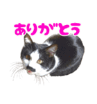 猫ちゃんネコチャンネチコヤン？（個別スタンプ：2）