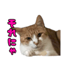 猫ちゃんネコチャンネチコヤン？（個別スタンプ：3）